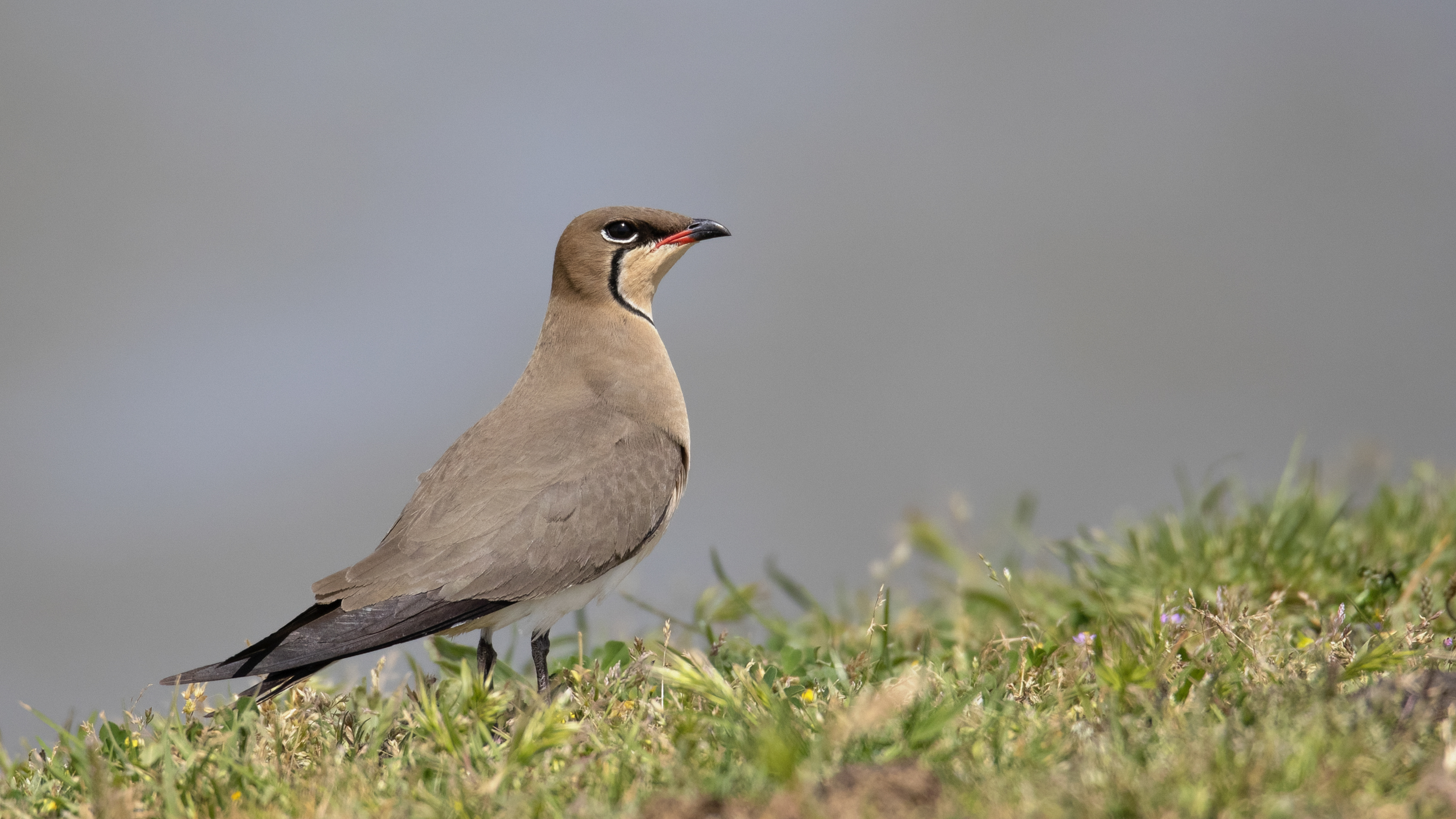 Collared Pratincole